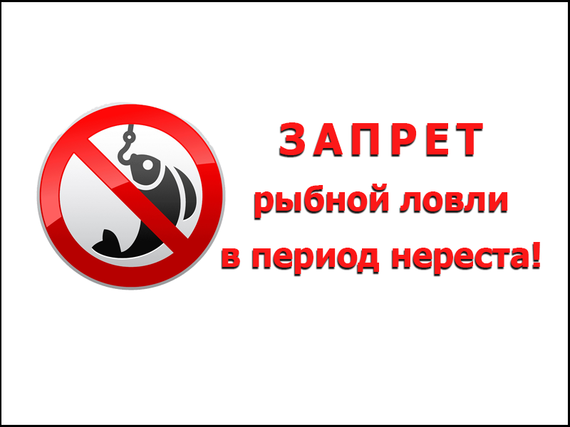 Сроки запрета рыбной ловли в период нереста на территории Ульяновской области.